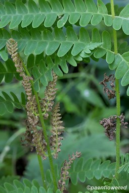 Fertile and sterile pinnae